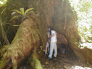 Tree at Corcovado 